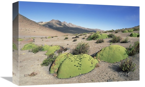Global Gallery GCS-451493-1218-142 12 x 18 in. Yareta, Pata Pampa&