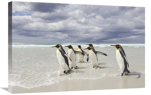 Global Gallery GCS-395362-2030-142 20 x 30 in. King Penguin Group on B