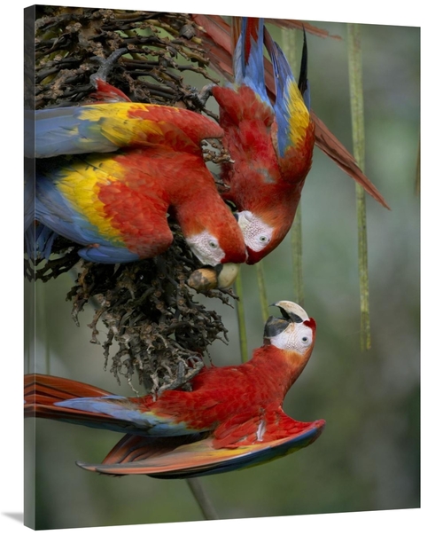 Global Gallery GCS-396403-3040-142 30 x 40 in. Scarlet Macaw Trio Feed