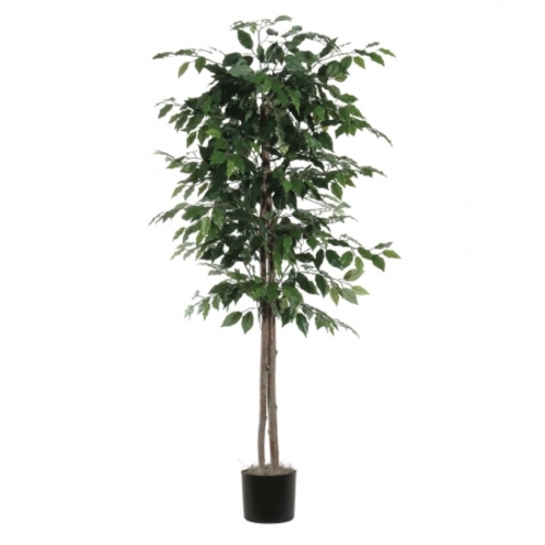 Vickerman TEC0160-07 6' Ficus tree