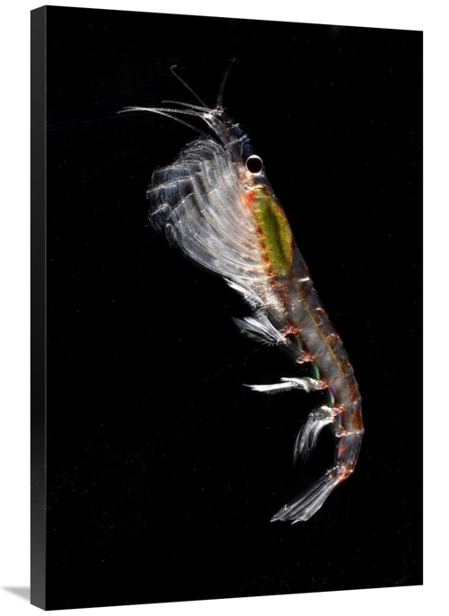 Global Gallery GCS-453560-2436-142 24 x 36 in. Antarctic Krill, An