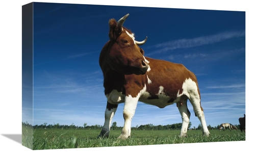 Global Gallery GCS-453363-1218-142 12 x 18 in. Cow Standing in Field&#