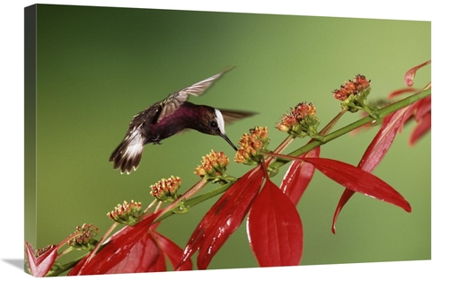 Global Gallery GCS-397245-2030-142 20 x 30 in. Snowcap A Hummingbird&#
