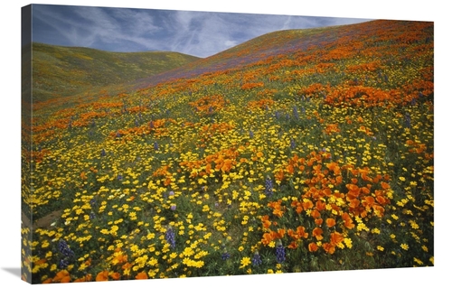 Global Gallery GCS-396992-2436-142 24 x 36 in. Hills Covered with Cali