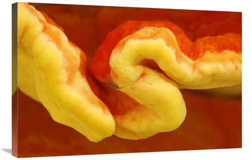 Global Gallery GCS-398010-2436-142 24 x 36 in. Chicken of the Woods De