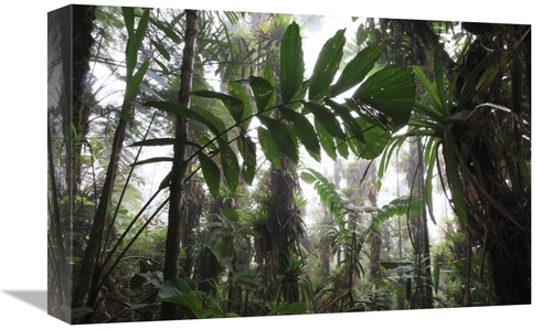 Global Gallery  12 x 18 in. Bromeliad & Tree Fern At 1600 Meters Altit