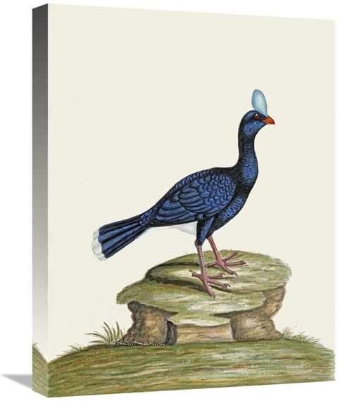 Global Gallery GCS-268072-22-142 22 in. A Male Curhew Art Print - Will