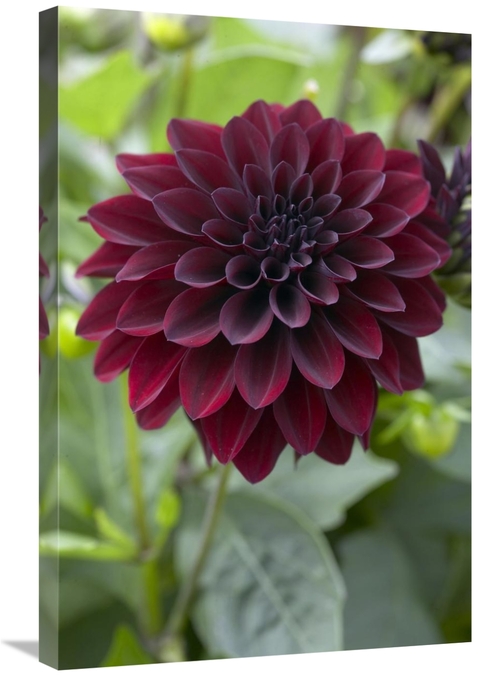 20 x 30 in. Dahlia Ronaldo Variety Flower Art Print - Visionspictures