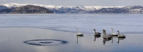 Whooper swans - Cygnus cygnus on frozen lake  Lake Kussharo  Akan Nati