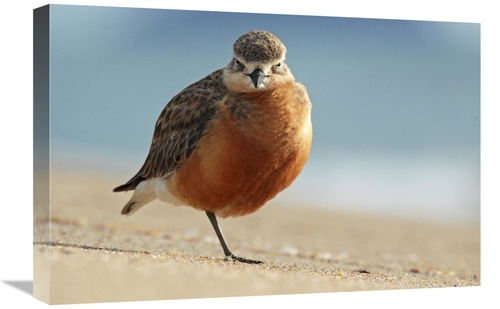 Global Gallery GCS-397456-1624-142 16 x 24 in. Red-Breasted Plover,