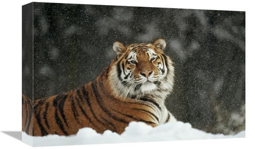Global Gallery GCS-452331-1218-142 12 x 18 in. Siberian Tiger Portrait
