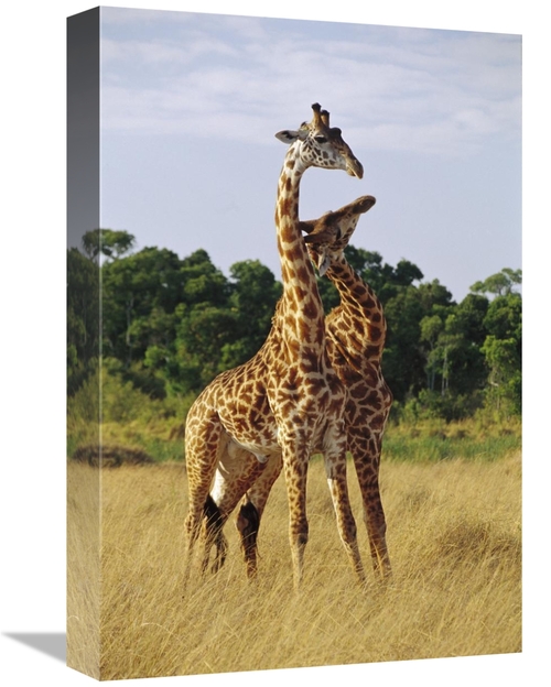 Global Gallery GCS-452978-1218-142 12 x 18 in. Giraffe Young Males Nec