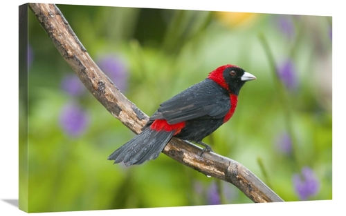 Global Gallery GCS-397316-2030-142 20 x 30 in. Crimson-Collared Tanage