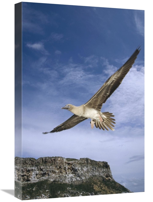 Global Gallery GCS-451195-1624-142 16 x 24 in. Red-Footed Booby Juveni