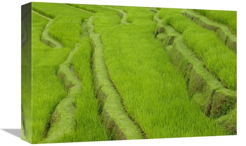 Global Gallery GCS-398084-1218-142 12 x 18 in. Terraced Rice Paddy&#44