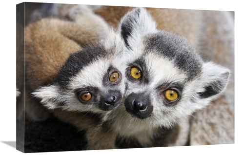 Global Gallery GCS-395688-1624-142 16 x 24 in. Ring-Tailed Lemur, 