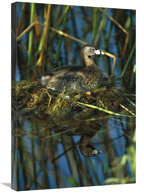 Global Gallery GCS-453307-2030-142 20 x 30 in. Pied-Billed Grebe on Ne