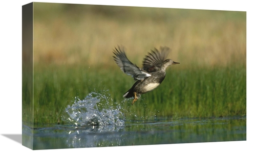 Global Gallery GCS-396297-1218-142 12 x 18 in. Gadwall Duck Taking Fli