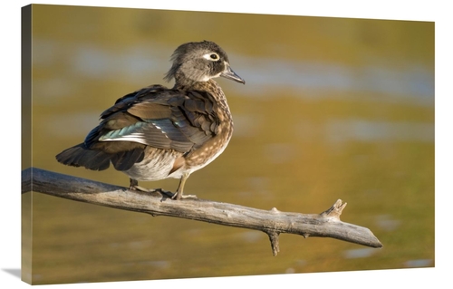 Global Gallery GCS-397346-2436-142 24 x 36 in. Wood Duck Female, N