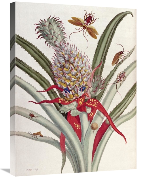 Global Gallery GCS-268331-30-142 30 in. Pineapple Ananas with Surinam 