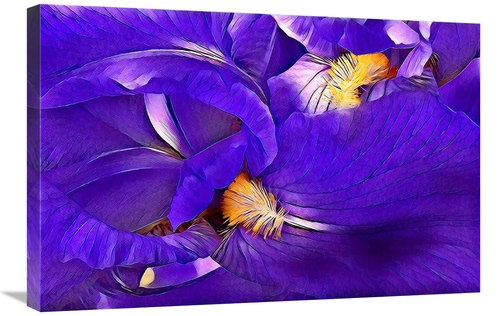 Global Gallery GCS-486600-30-142 30 in. Purple Iris Art Print - Vic Sc