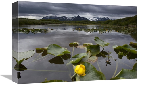 Global Gallery GCS-395483-1218-142 12 x 18 in. European Yellow Pondlil