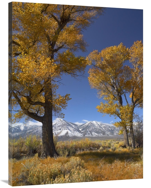 Global Gallery GCS-452143-3040-142 30 x 40 in. Cottonwood with the Car