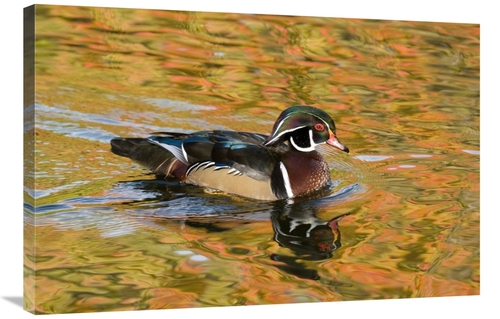 Global Gallery GCS-397399-2436-142 24 x 36 in. Wood Duck Male in Breed