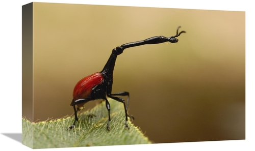 Global Gallery GCS-453232-1218-142 12 x 18 in. Giraffe Weevil, Ana