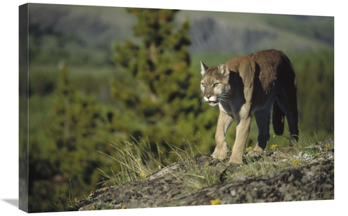 Global Gallery GCS-451951-2030-142 20 x 30 in. Mountain Lion Walking A