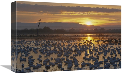 Global Gallery GCS-398530-1218-142 12 x 18 in. Snow Goose Wintering Fl