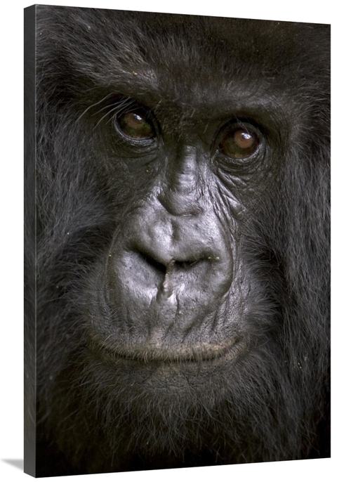 Global Gallery GCS-395338-2436-142 24 x 36 in. Mountain Gorilla Female