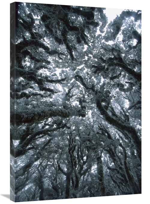 Global Gallery GCS-397795-2436-142 24 x 36 in. Autumn Snow on Beech Tr