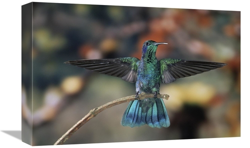 Global Gallery GCS-397249-1218-142 12 x 18 in. Green Violet-Ear Hummin