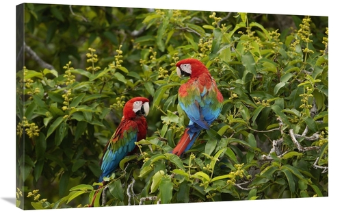 Global Gallery GCS-453226-2436-142 24 x 36 in. Red & Green Macaw Pair&