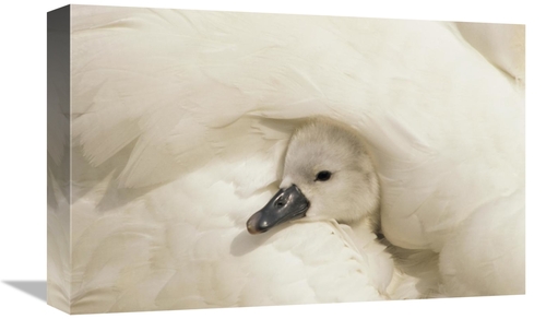 Global Gallery GCS-395573-1218-142 12 x 18 in. Mute Swan Cygnet Under 