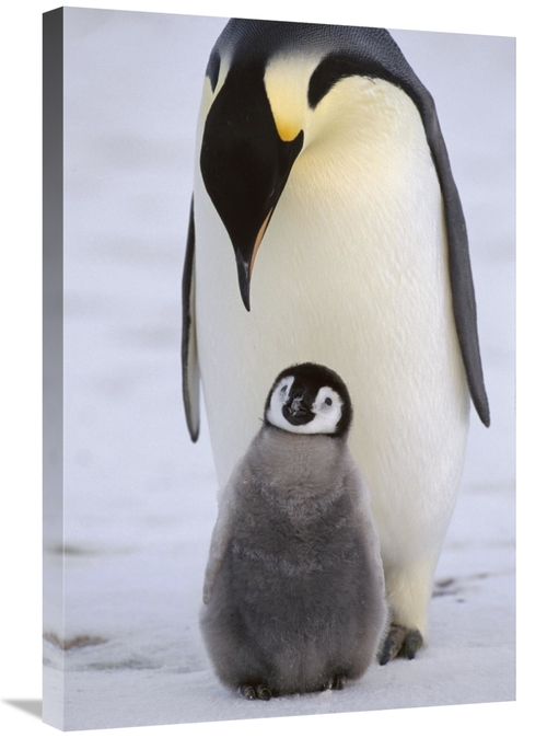 20 x 30 in. Emperor Penguin Parent with Chick, Antarctica Art Prin