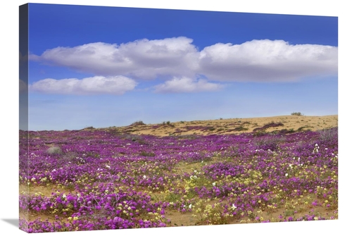 Global Gallery GCS-396709-30-142 30 in. Sand Verbena Carpeting the Gro