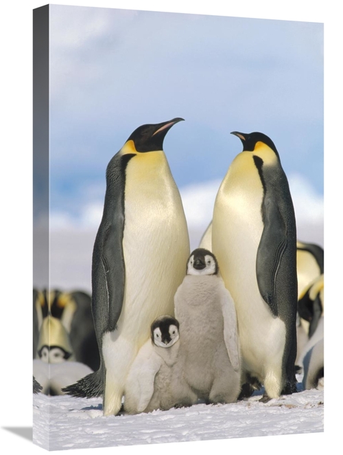 Global Gallery GCS-452323-1624-142 16 x 24 in. Emperor Penguin Parents