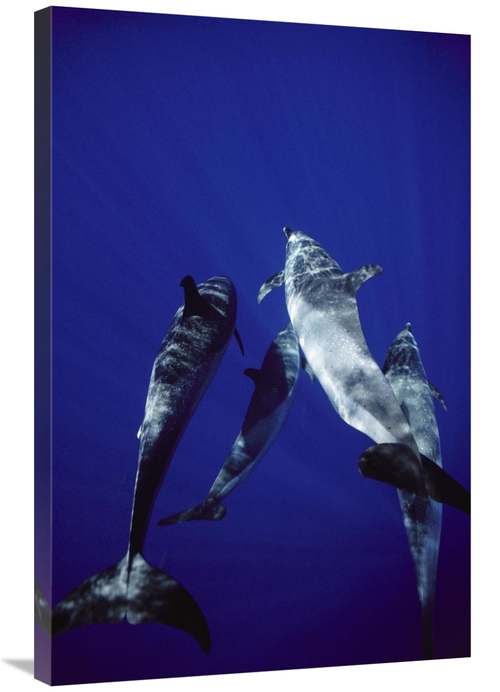 Global Gallery GCS-450623-2436-142 24 x 36 in. Atlantic Spotted Dolphi