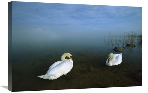 Global Gallery GCS-452572-2030-142 20 x 30 in. Mute Swan Pair in Shall