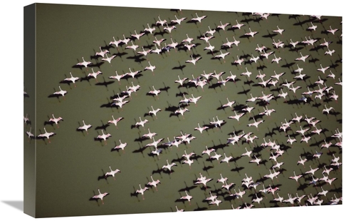 Global Gallery GCS-396410-1624-142 16 x 24 in. Lesser Flamingo Group F