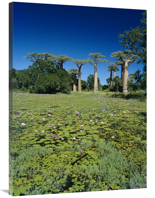 Global Gallery GCS-452652-3040-142 30 x 40 in. Grandidiers Baobab Tree
