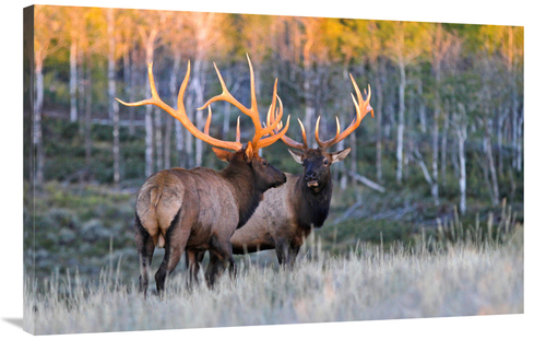 Global Gallery GCS-486573-40-142 40 in. Glowing Antlers Art Print - Vi