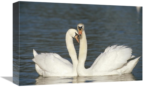 Global Gallery GCS-452391-1218-142 12 x 18 in. Mute Swan Courting Pair