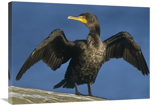 Global Gallery GCS-396469-2432-142 24 x 32 in. Double-Crested Cormoran