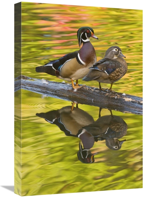 Global Gallery GCS-397337-1624-142 16 x 24 in. Wood Duck Pair, Nor
