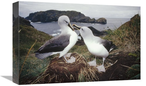 Global Gallery GCS-451300-1218-142 12 x 18 in. Grey-Headed Albatrosses