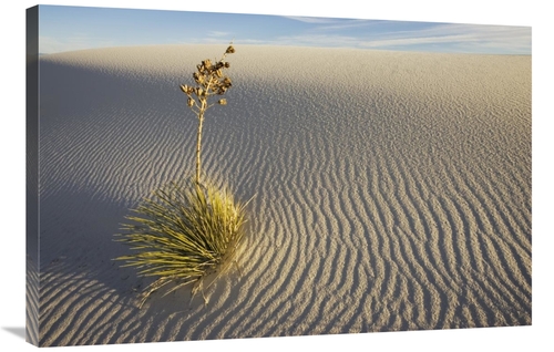 Global Gallery GCS-398521-2436-142 24 x 36 in. Soaptree Yucca Growing 