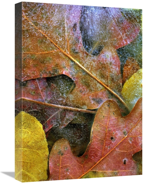 Global Gallery GCS-452228-22-142 22 in. Frozen Autumn Leaves, Nort